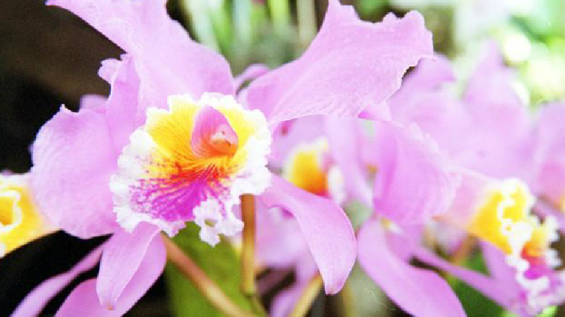 Orquídeas y bromelias