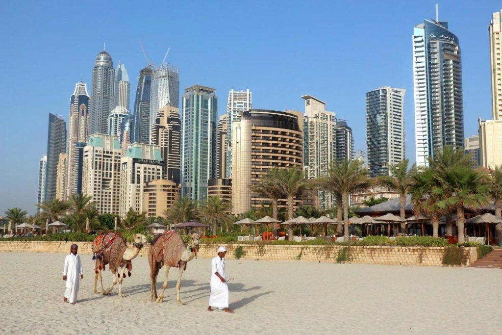 Camellos en Dubái