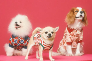 Gucci Pet Collection: El mejor estilo para nuestras mascotas